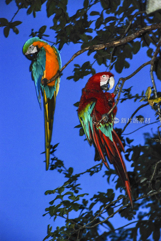 Arara-vermelha e Arara-canindé (Ara chloropterus e Ara ararauna) | Red-and-green Macaw and Blue-and-yellow Macaw